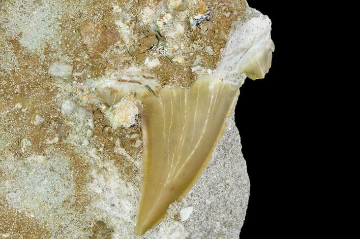Otodus Shark Tooth Fossil in Rock - Eocene #111047